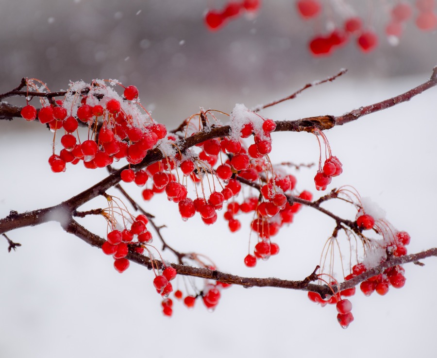http://www.robertlandscapes.com/wp-content/uploads/2018/10/Winterberry_Jonathan-Robert-Landscapes_Plants-and-Flowers-That-Can-Withstand-Canadian-Winters.jpg