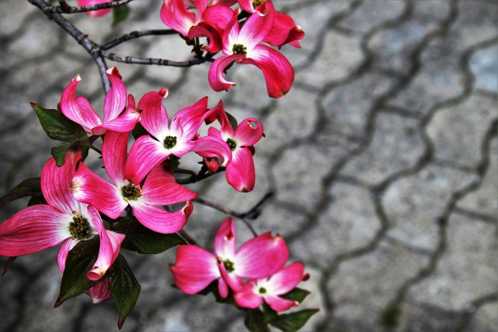 Interlocked concrete seen behind focused pink flowers.
