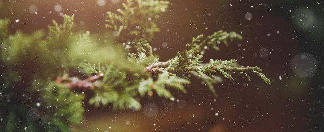 close up photo of Douglas Fir while snowing